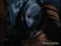 glogster.com Saphira