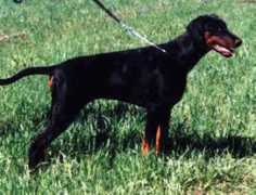 toscaninas.net Saphiro