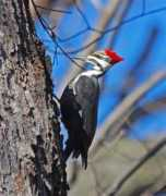 wcasohio.org Saradon