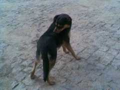 refugiodaspatinhas.org Saramaga