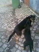 refugiodaspatinhas.org Saramaga