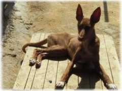 sos-galgos.net Sarandonga