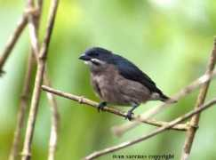 orientalbirdimages.org Sarenas