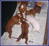 sarkelboxers.com Sarkel