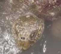 seaturtlehospital.org Sarlette