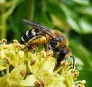 cicekcicek.net Sarmasik