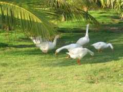 skyscrapercity.com Sarovaram