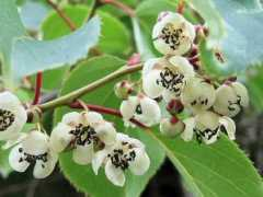 botanic.jp Saruna