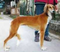 kanyamakan.it Saryah