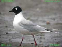 birdforum.net Saunderss