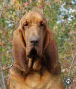 bloodhounds.com Savanaha