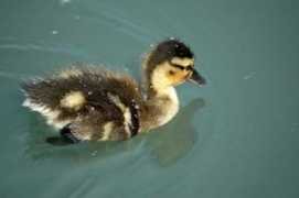 ultimatephotobattle.com Saych