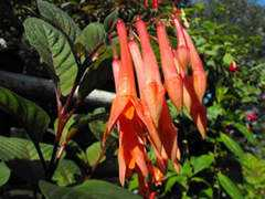 hobbykwekerijlokhorst.nl Scalis