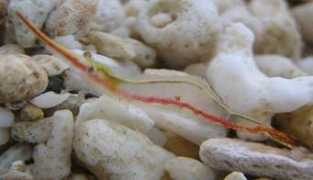 badmanstropicalfish.com Scarletti