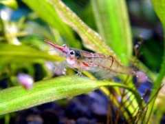 tropicalfishgallery.com Scarletti