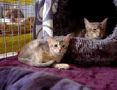 funcats.de Schaeding