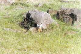 eskilfredriksson.com Schakal