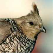 birdfotos.com Schead