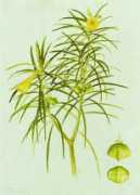 Schellenbaum