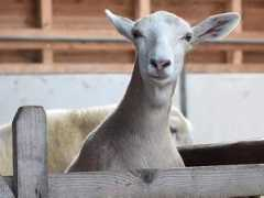 Schiege