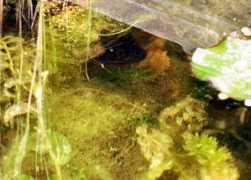 acquaportal.it Schivi