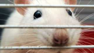 augsburger-allgemeine.de Schollenbruch