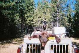 pocahontasplotts.com Scrapper