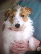 dogpages.org.uk Scruffie