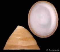 gastropods.com Scurria