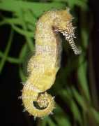 Seahorse