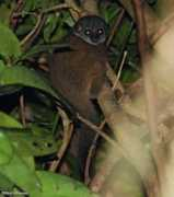 antpitta.com Seali