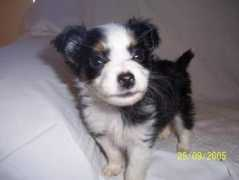 vivapets.com Sebastiao