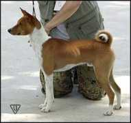 basenji.junix.cz Seberova