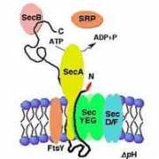 beckwith.med.harvard.edu Secretion