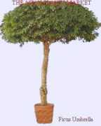 asianplants.com Sedit