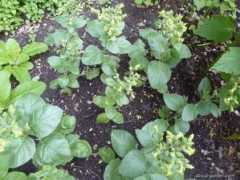 about-garden.com Selsky