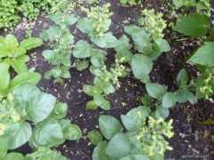 garten-de.com Selsky