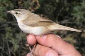 rarebirdspain.net Septiem