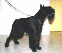 server.hund.ch Septier