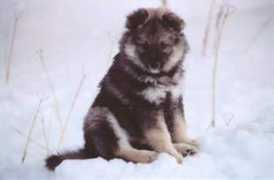 koirat.com Serafiina