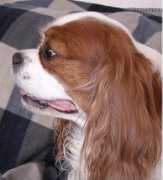 williwaw.se Serafiina