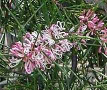Sericia
