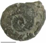 palaeo-online.de Serpel