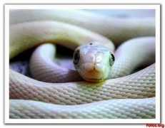 fotos.org Serpiente