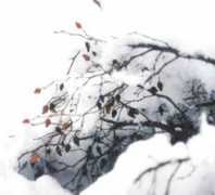 jazzbank.com Servois