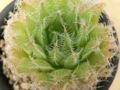 albino.sub.jp Setata