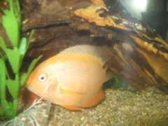 cichlids.com Sevie