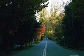 Shadylane