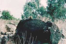 Shafan