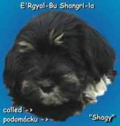 Shagy